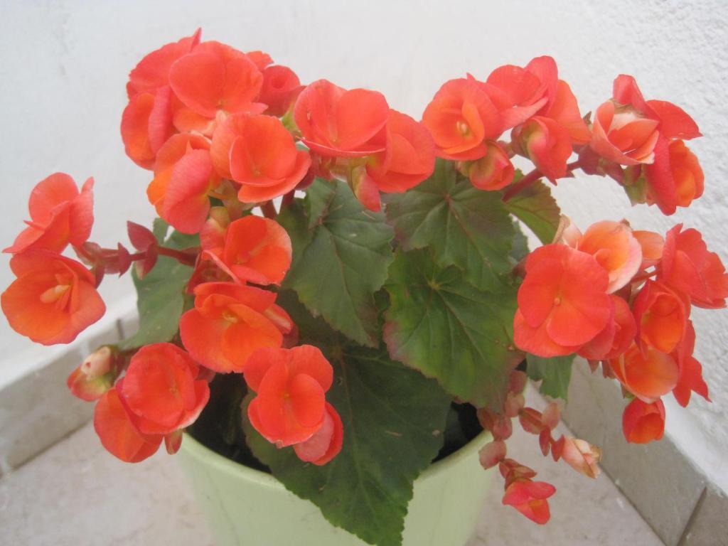 Guesthouse Villa Galovic Brseč Екстериор снимка